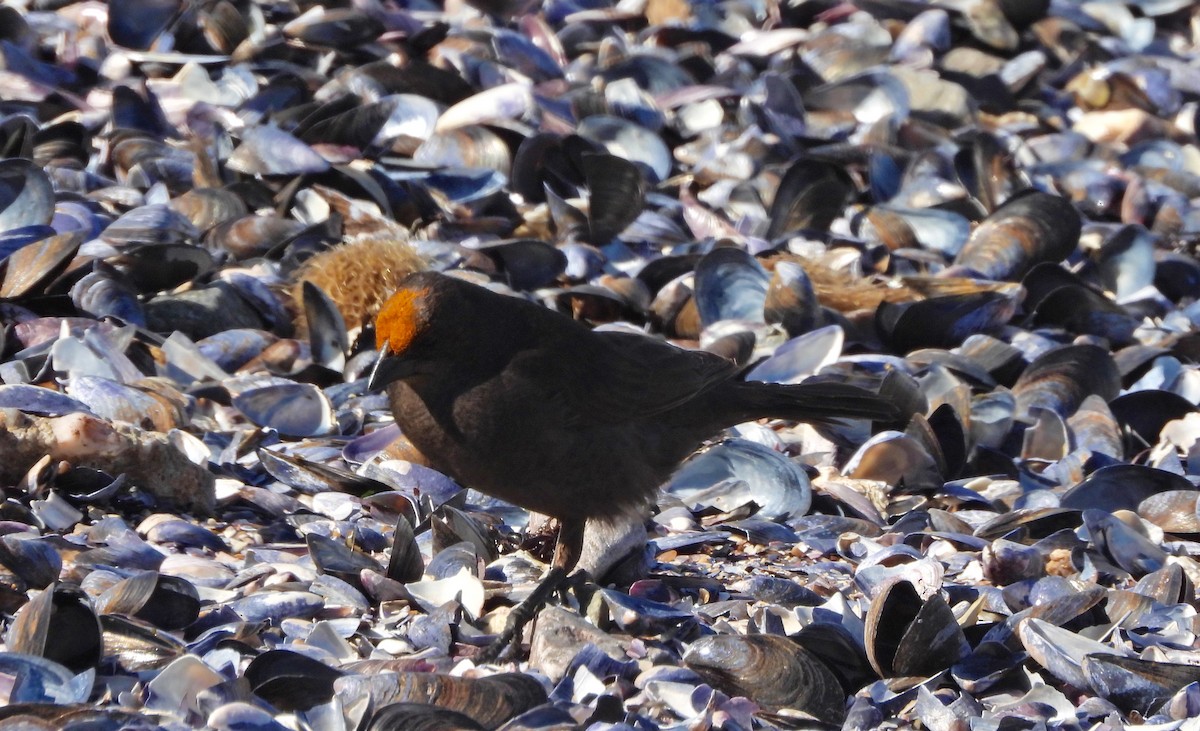 テリバネコウウチョウ - ML645436920