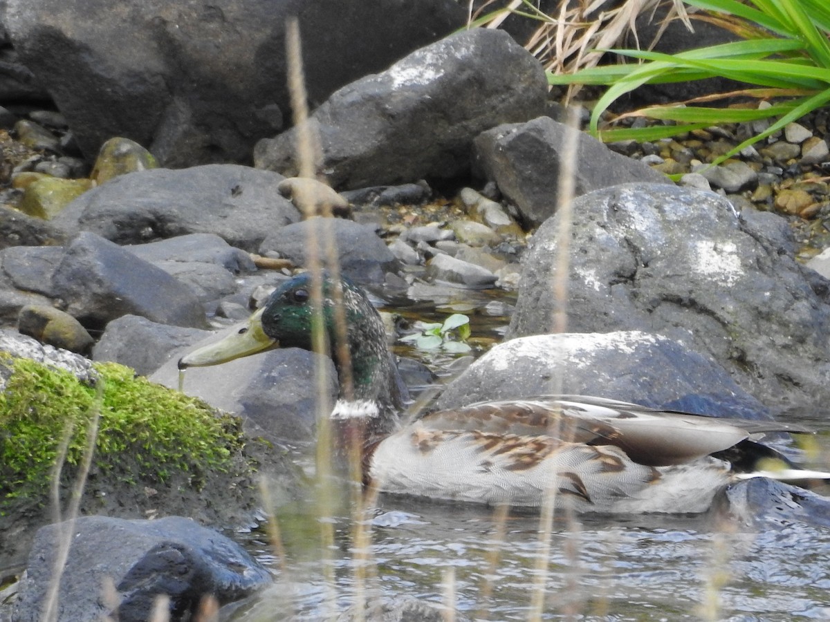 stokkand - ML645436921