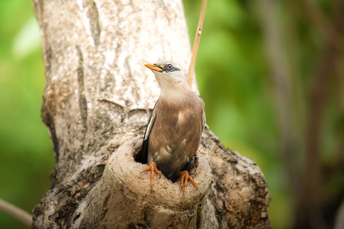 Vinous-breasted Myna - ML645436922