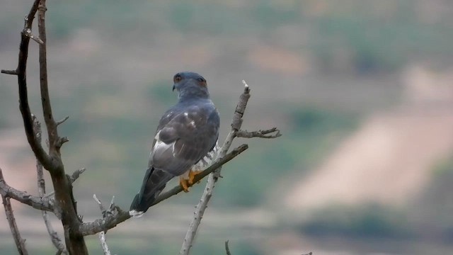 African Cuckoo-Hawk - ML645436924