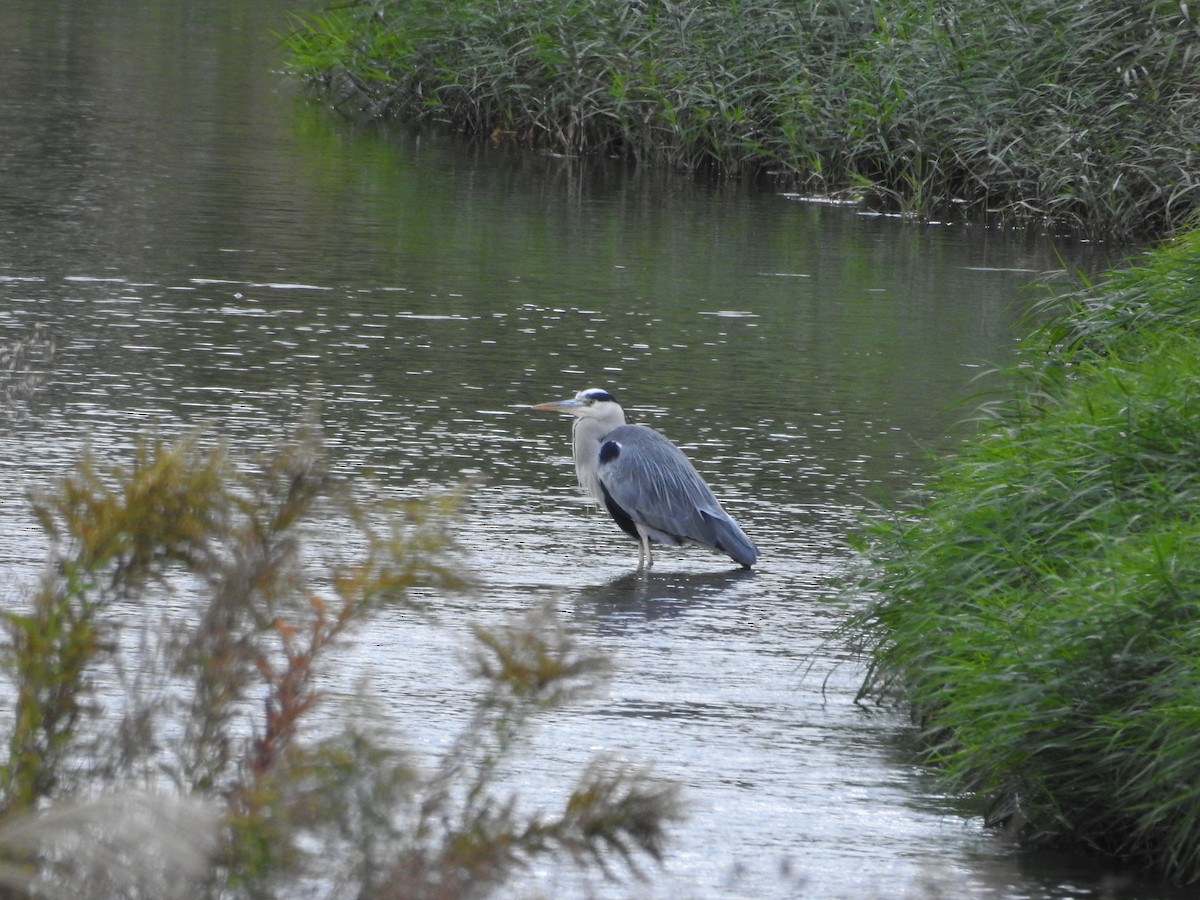 gråhegre - ML645436926