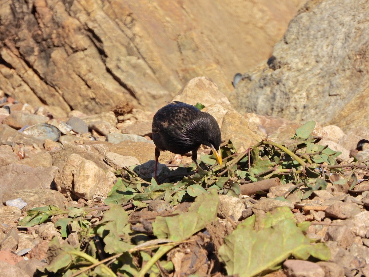 Шпак звичайний - ML645436928