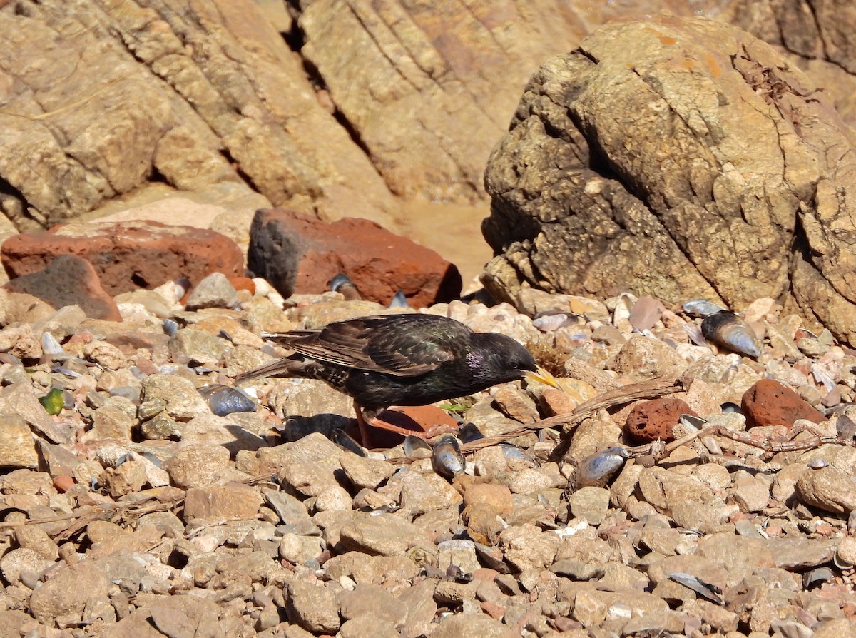 Шпак звичайний - ML645436933