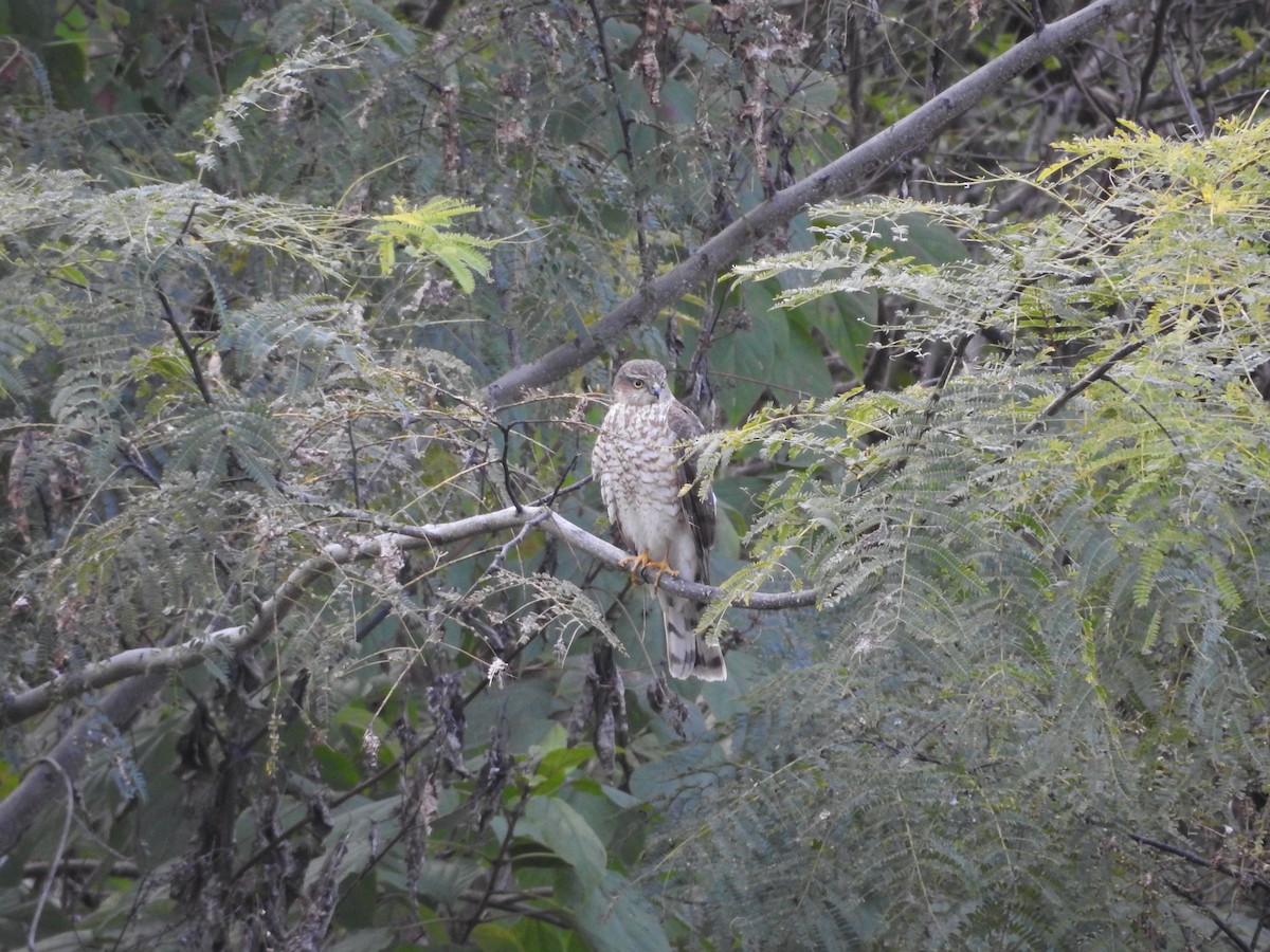 spurvehauk - ML645436935