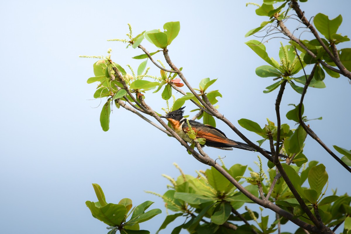 Chestnut-winged Cuckoo - ML645436946
