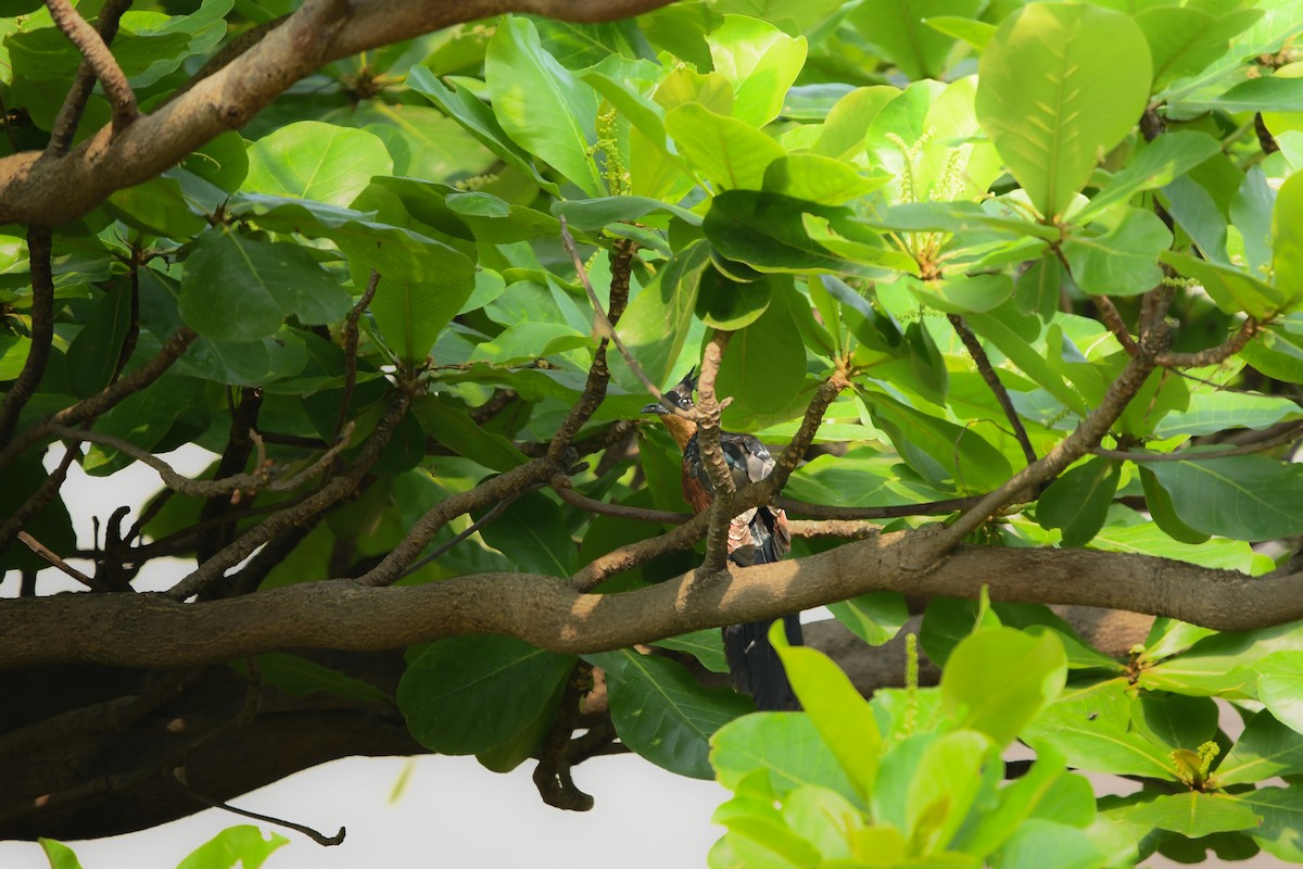 Chestnut-winged Cuckoo - ML645436947