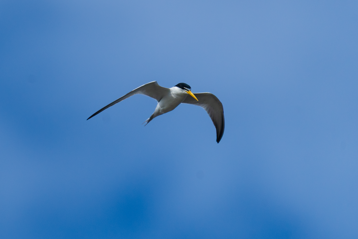 Sterne argentée - ML645436953