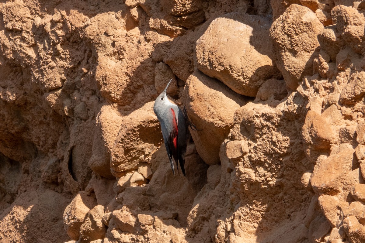 Tichodrome échelette - ML645436957