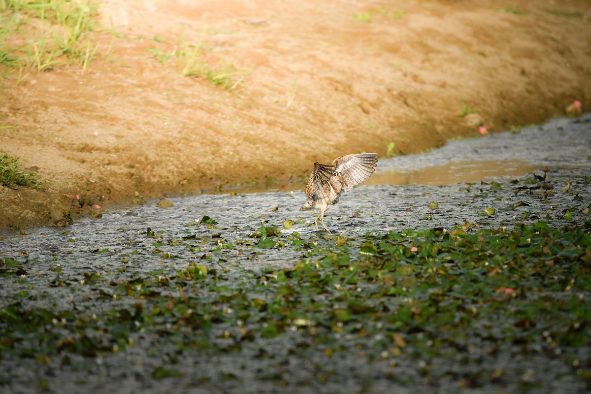 Rhynchée peinte - ML645436965