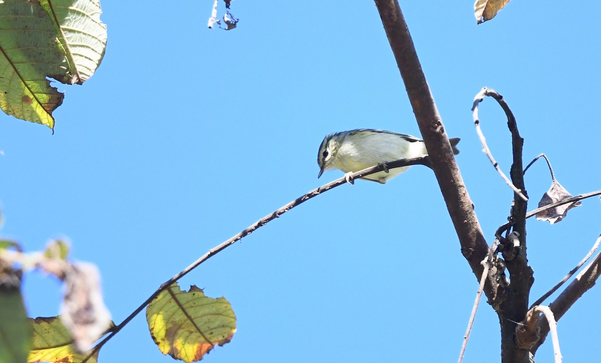 Pouillot du Lijiang - ML645436966