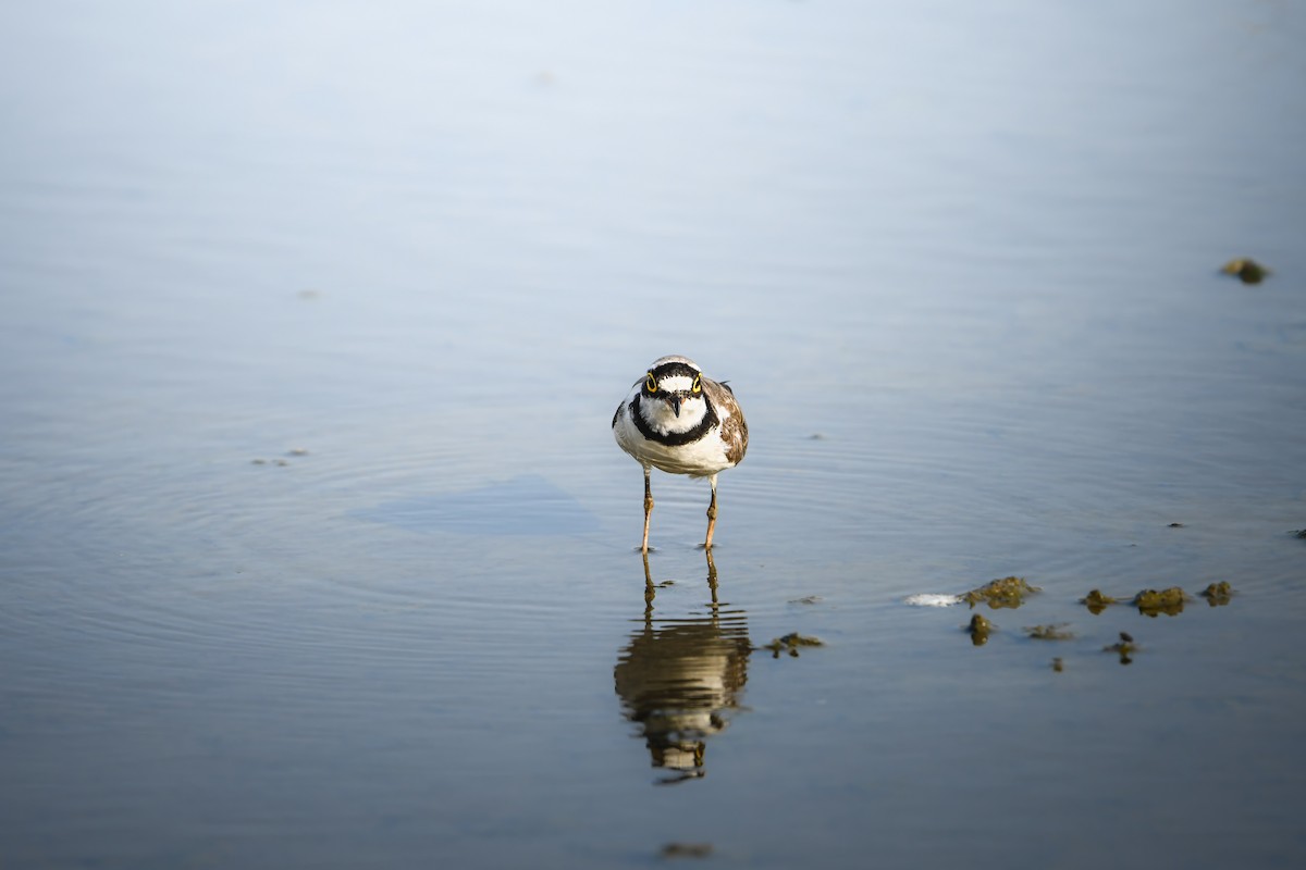 Pluvier petit-gravelot - ML645436967