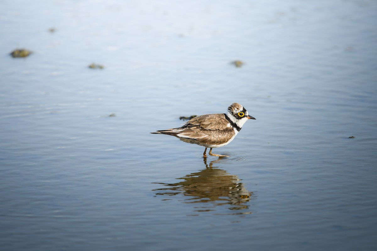 Pluvier petit-gravelot - ML645436968