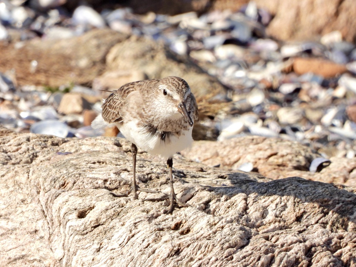Bécasseau à croupion blanc - ML645436969
