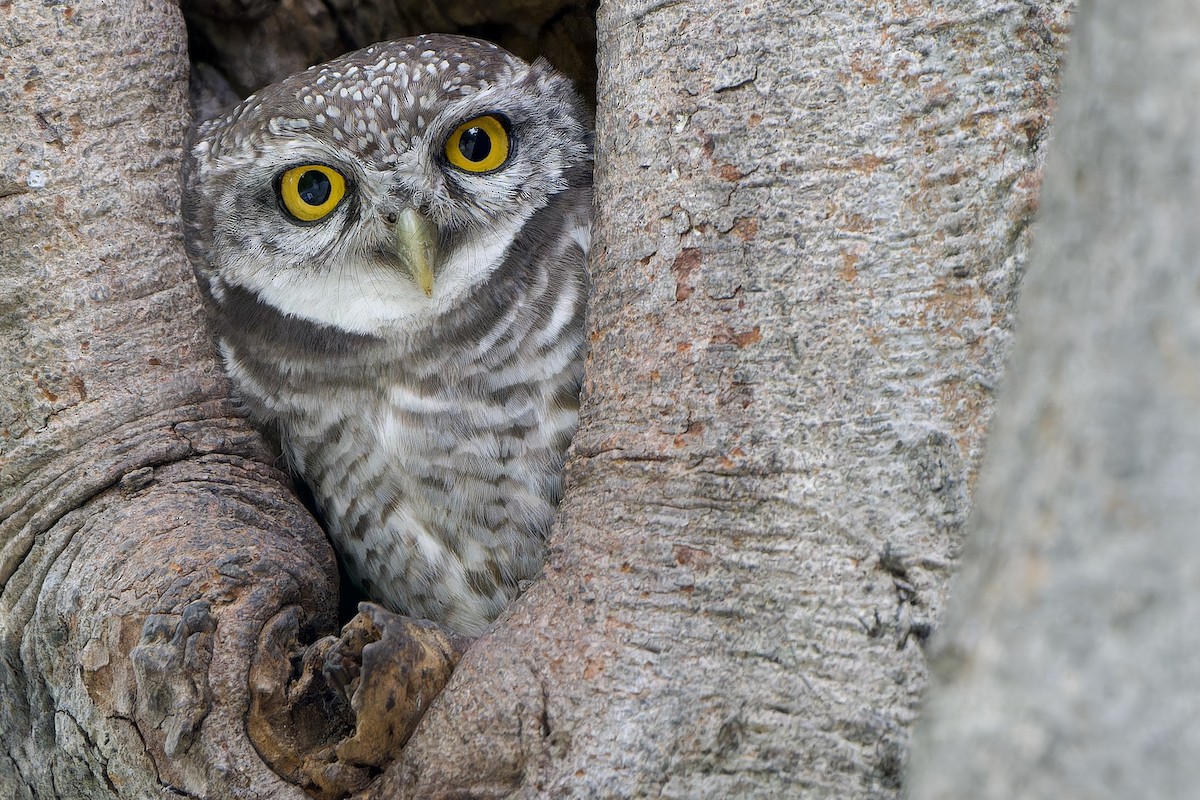 Chevêche brame - ML645436971