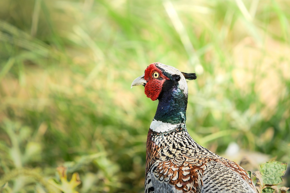 Faisan de Colchide - ML645436973