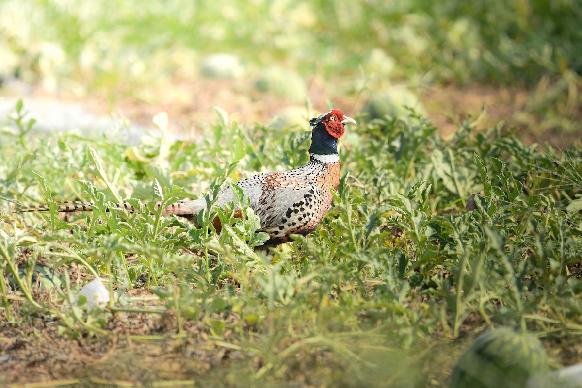 Faisan de Colchide - ML645436974