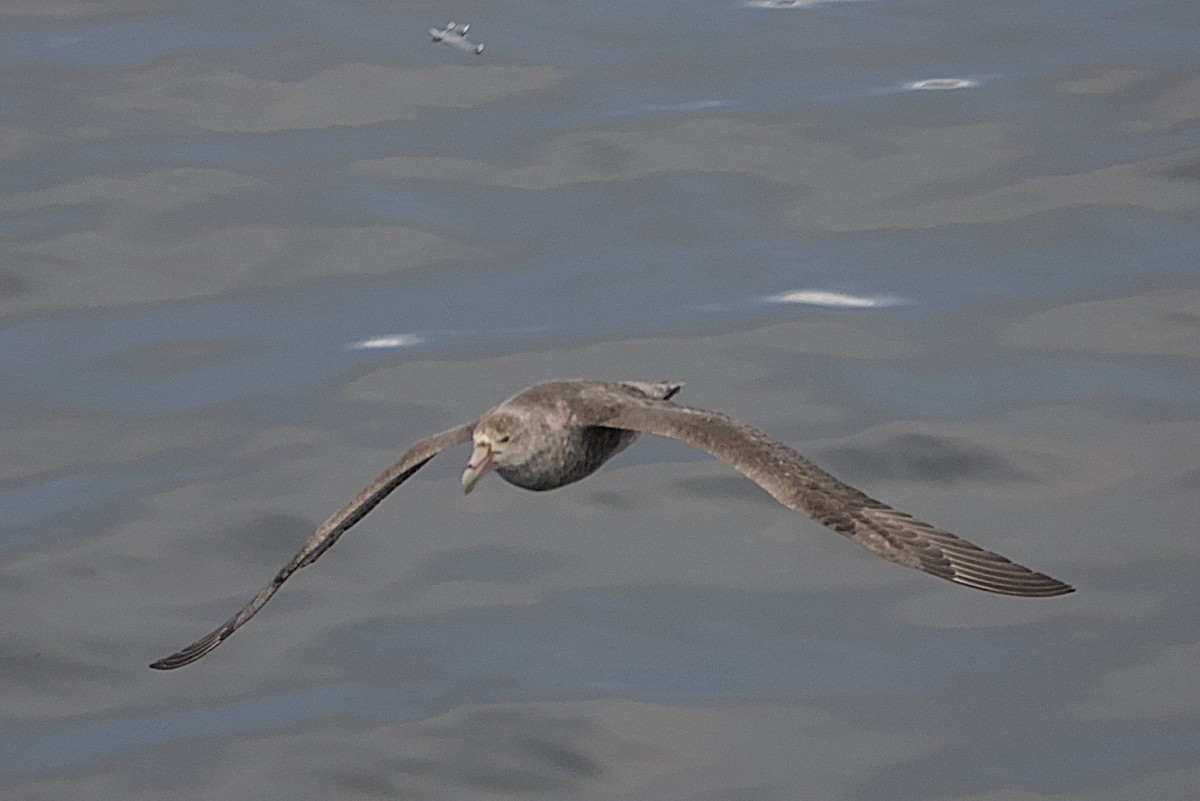 Pétrel géant - ML645436975