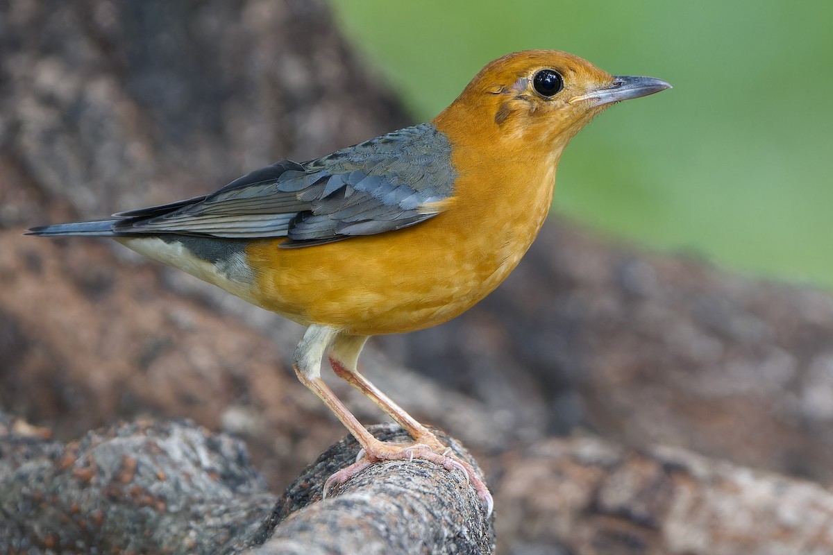 Orange-headed Thrush (Orange-headed) - Sam Hambly