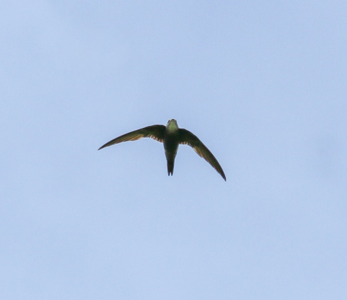 Martinet de Blyth - ML645436980