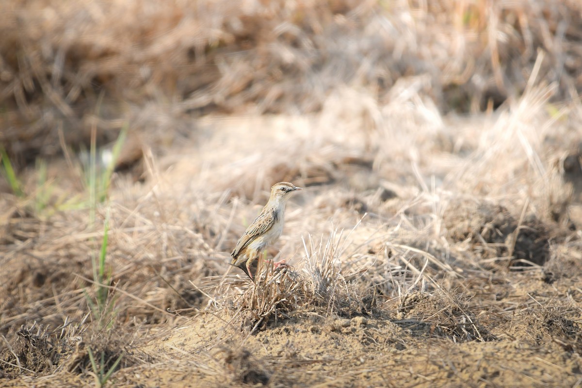 Cisticole des joncs - ML645436981