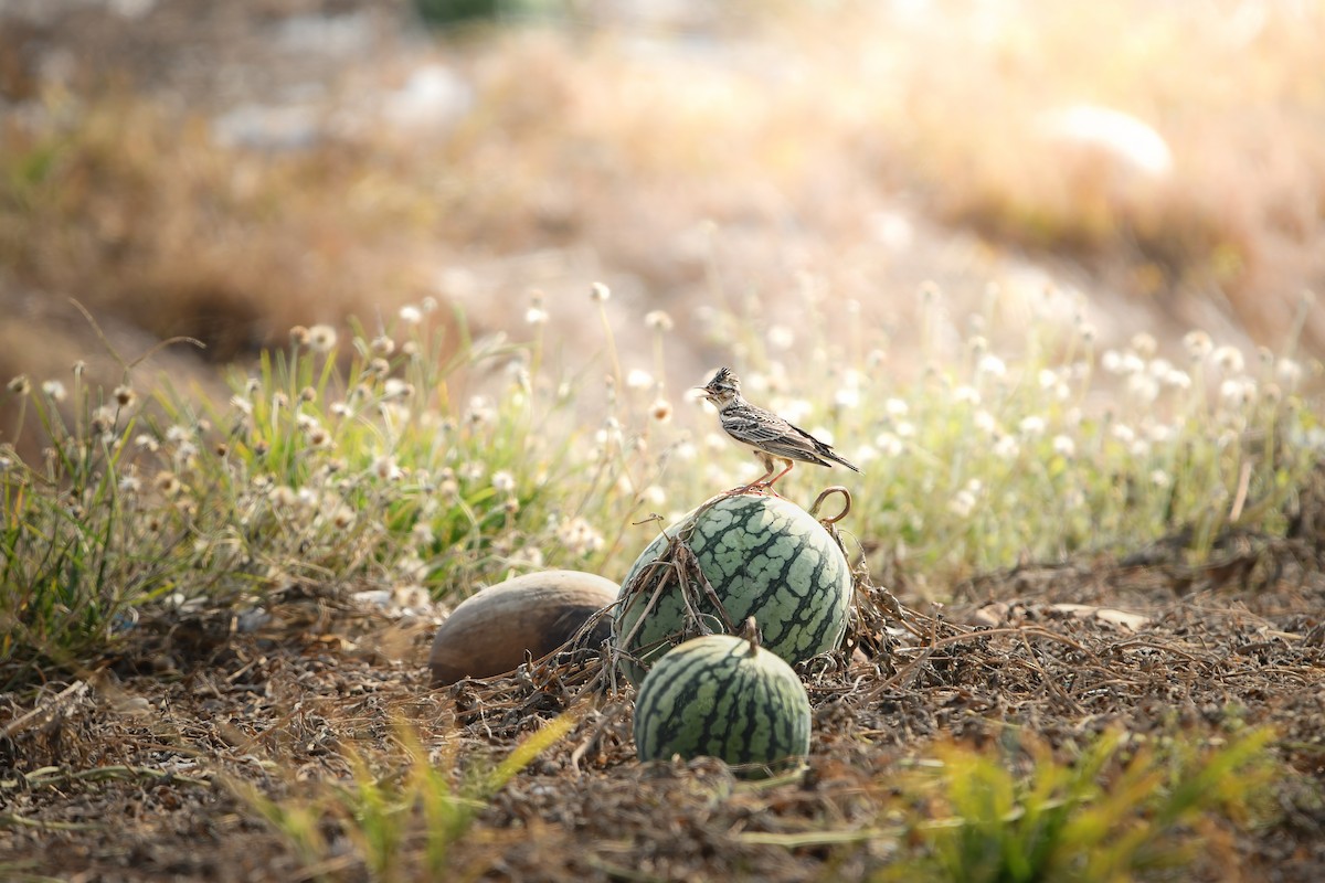 Alouette gulgule - ML645436982