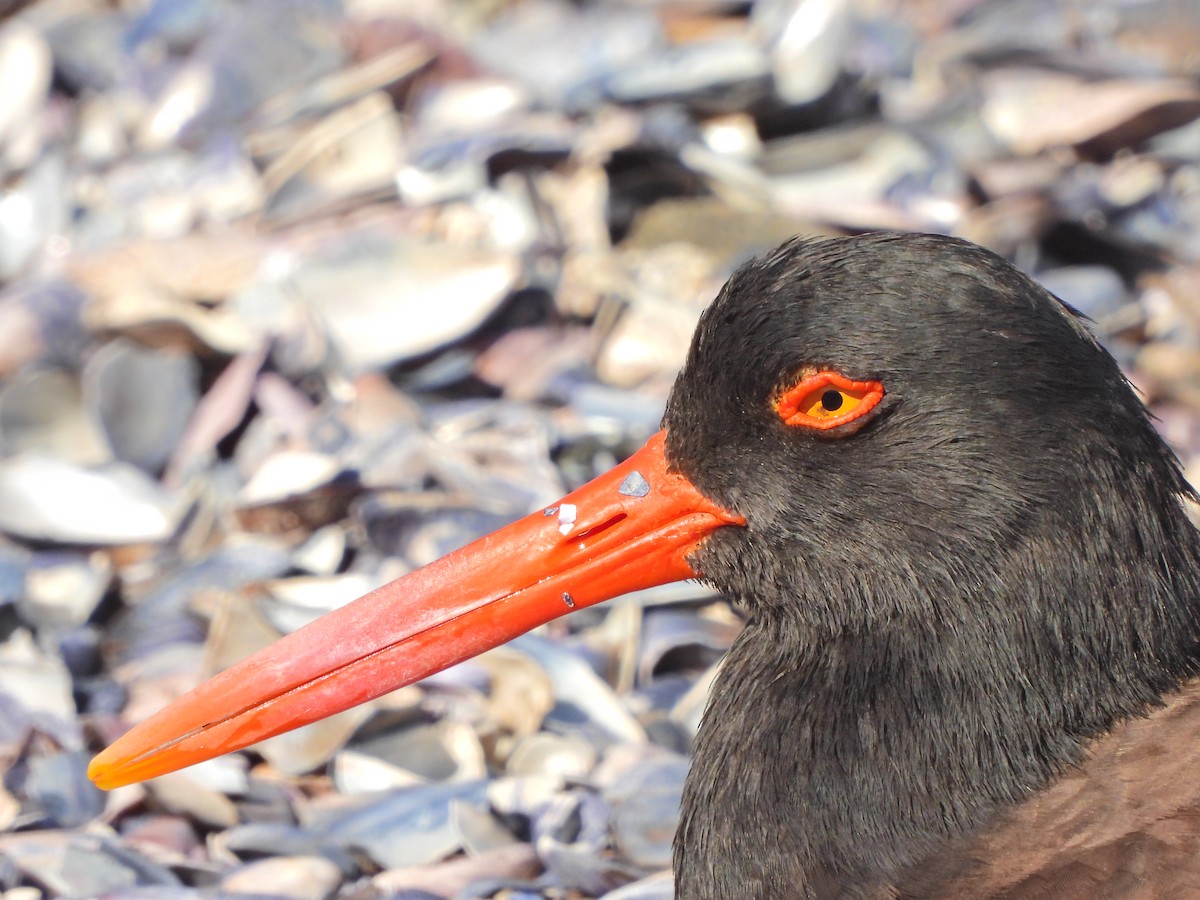 Huîtrier d'Amérique - ML645436987