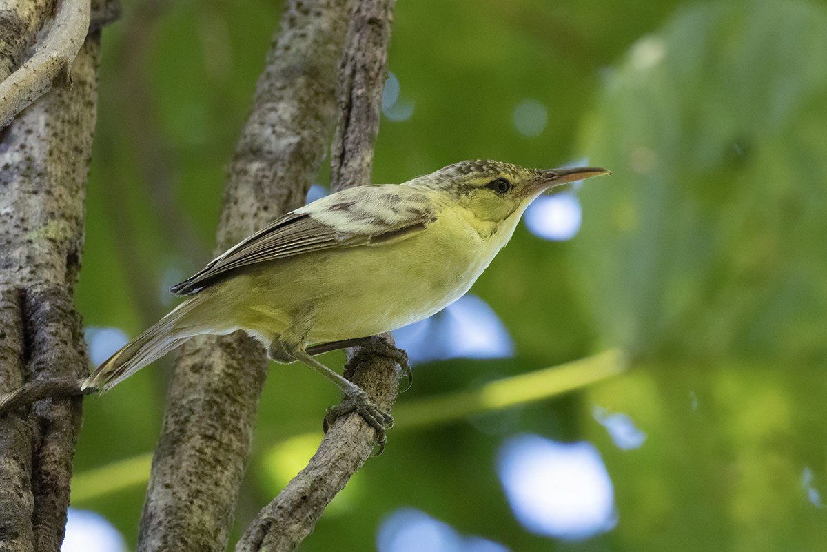 Rousserolle à long bec - ML645436988