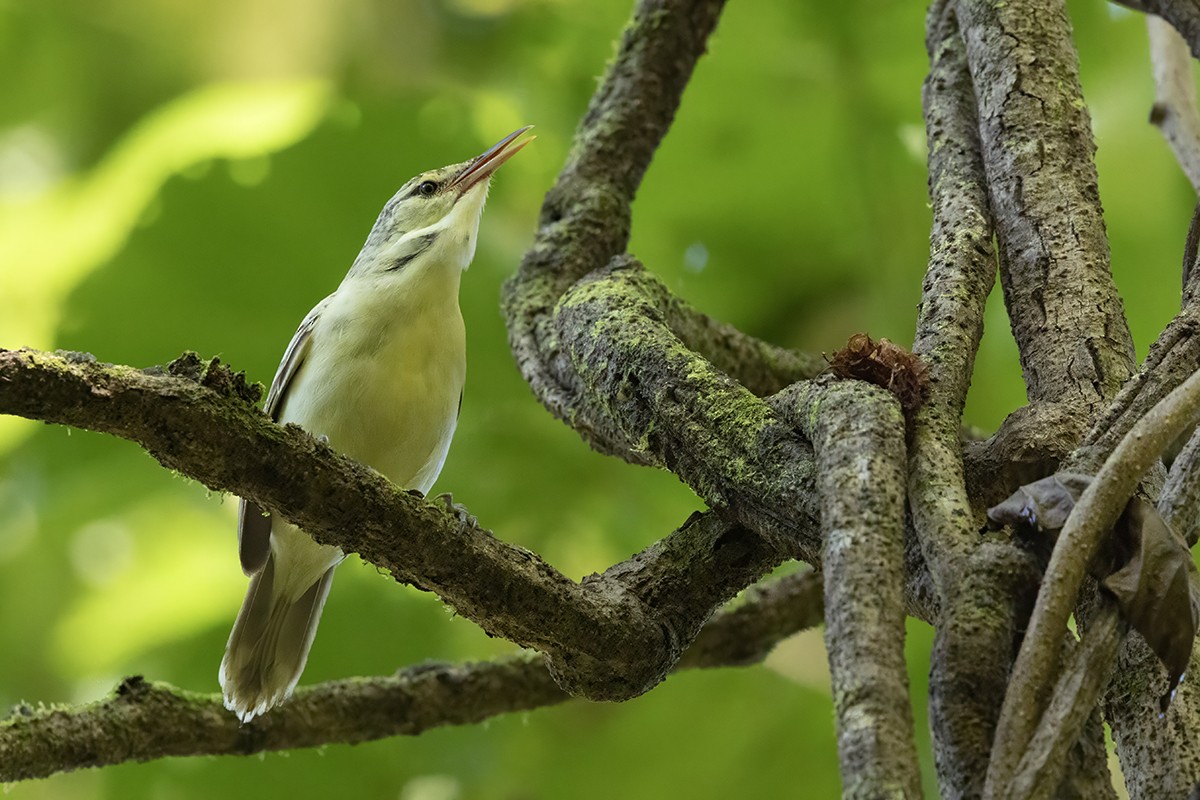 Rousserolle à long bec - ML645436989