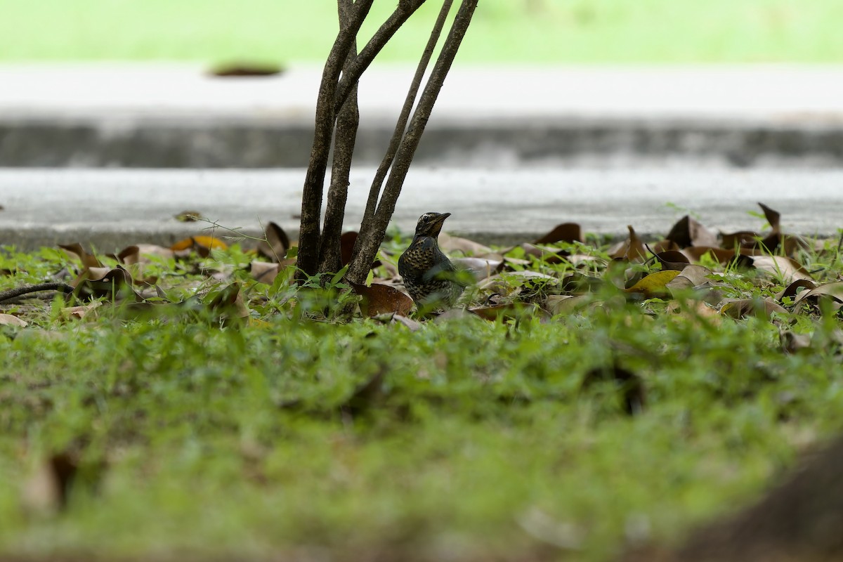 Grive de Sibérie (sibirica) - ML645436990