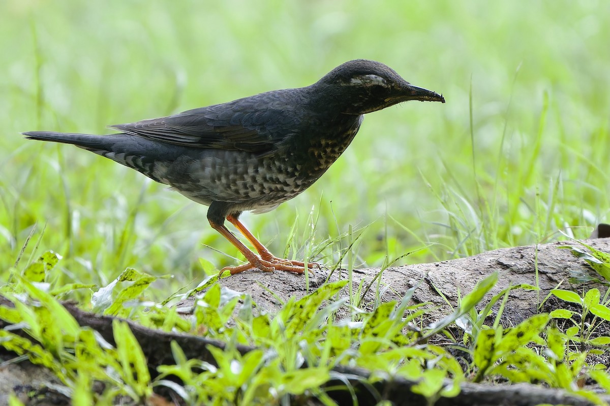 Grive de Sibérie (sibirica) - ML645436991