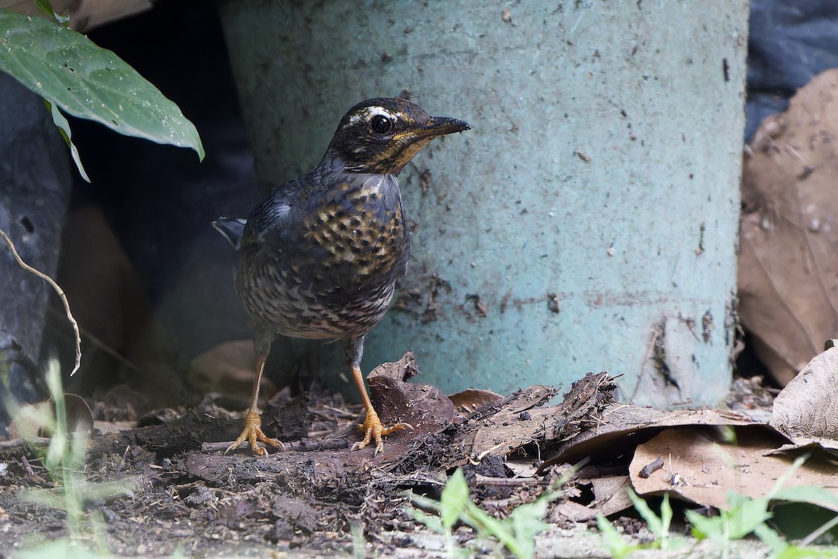 Grive de Sibérie (sibirica) - ML645436992