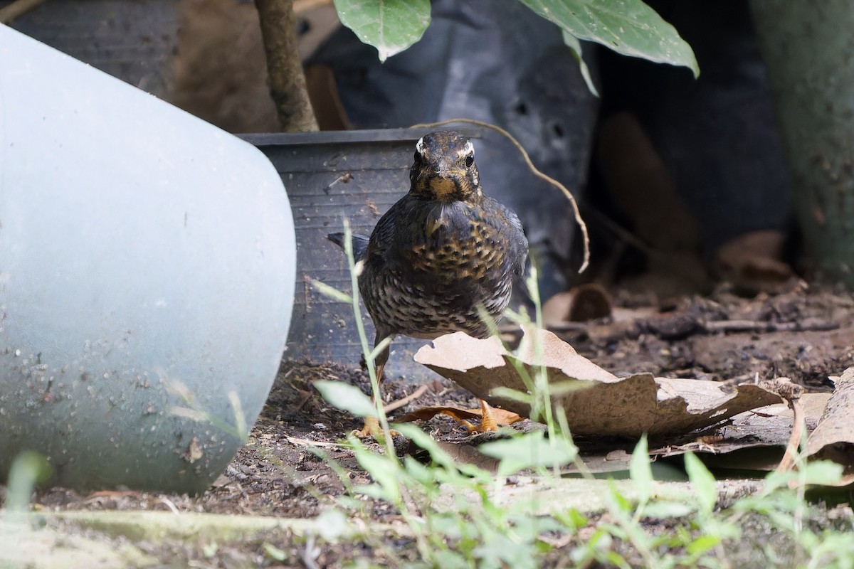 Grive de Sibérie (sibirica) - ML645436993