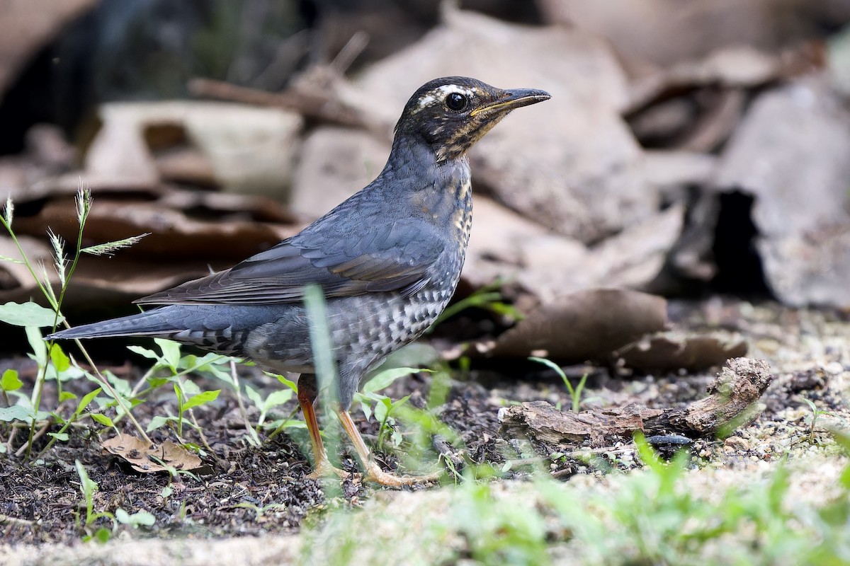 Grive de Sibérie (sibirica) - ML645436994