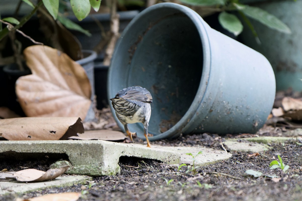 Grive de Sibérie (sibirica) - ML645436995