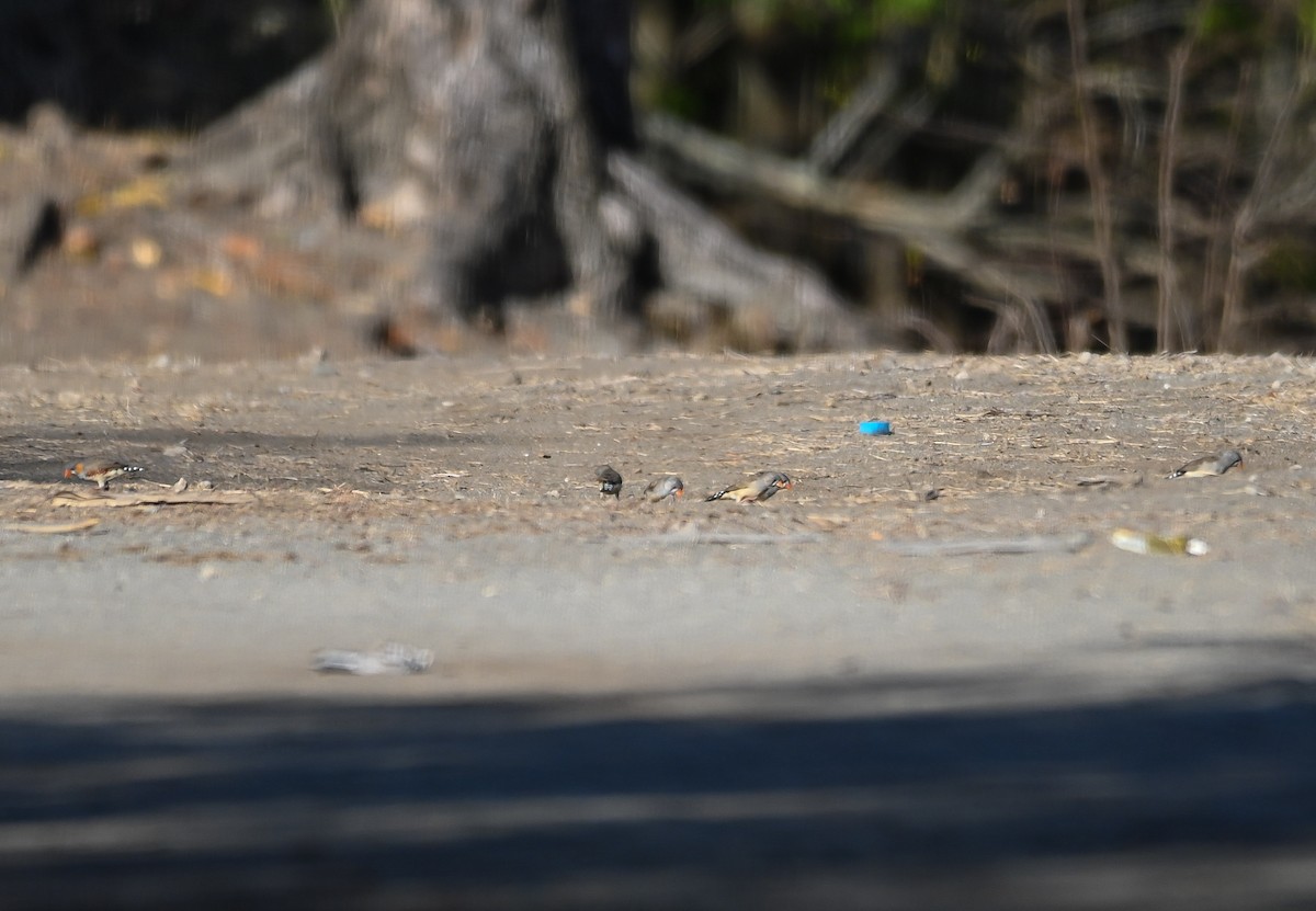 Diamant mandarin - ML645436998