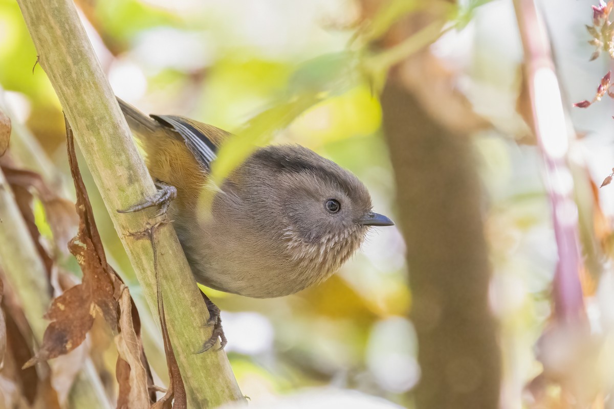 Fulvetta du Manipur - ML645437000