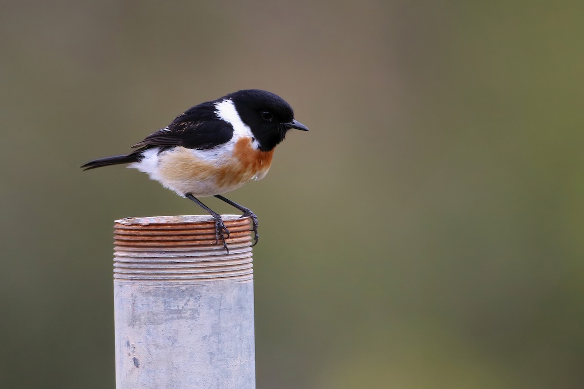 Tarier d'Afrique - ML645437001