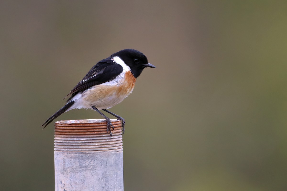 Tarier d'Afrique - ML645437002