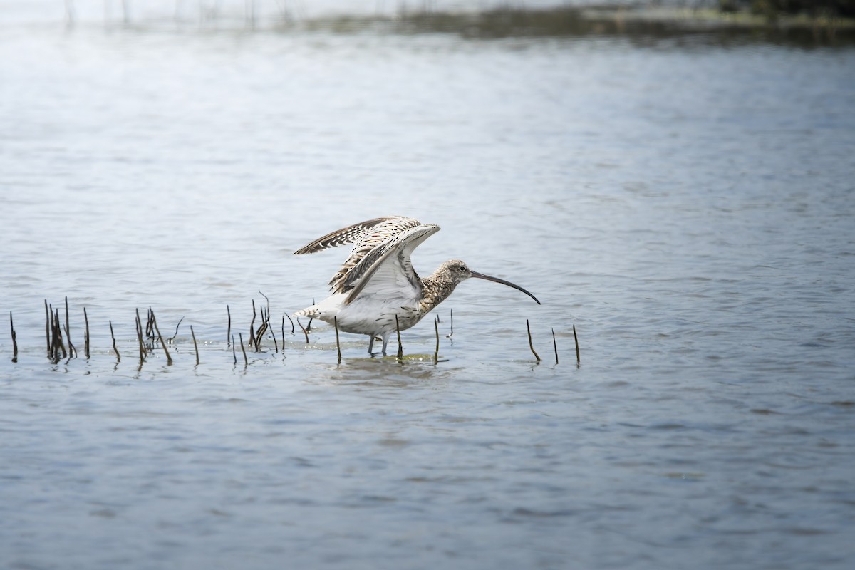 Courlis cendré - ML645437003