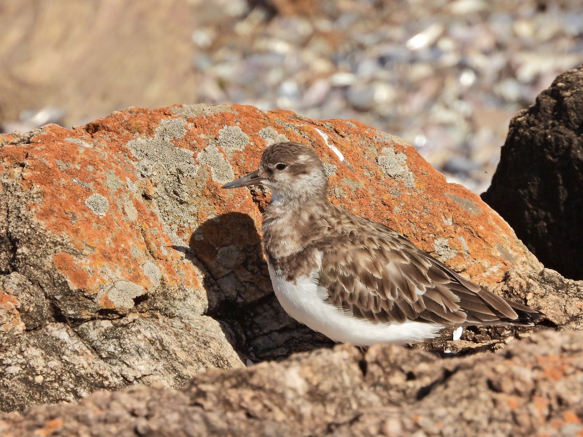 Tournepierre à collier - ML645437004