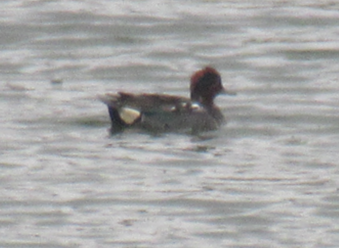 Green-winged Teal - ML645437005