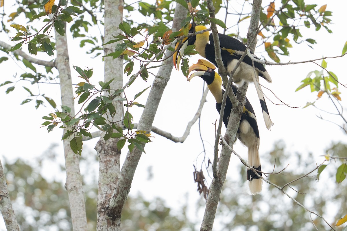 Calao bicorne - ML645437006