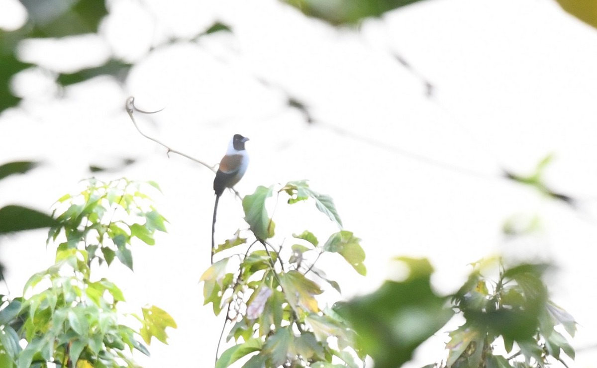 Témia masquée - ML645437007