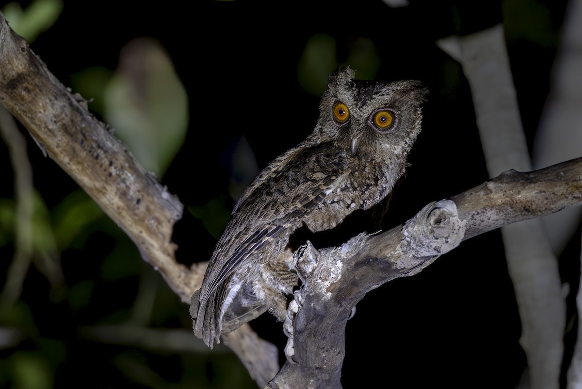Philippine Scops-Owl - ML645437029