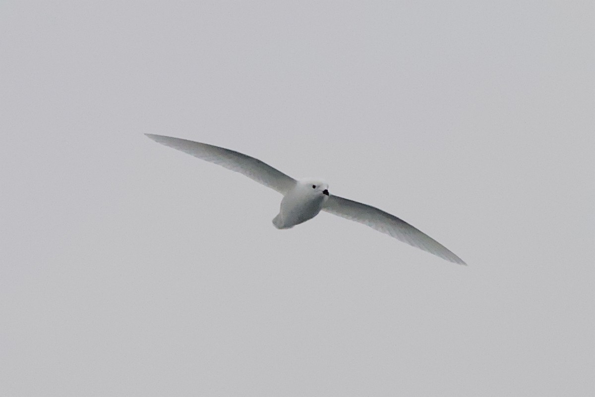 Snow Petrel - ML645437031