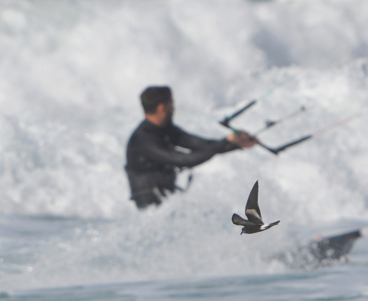 Leach's Storm-Petrel - ML645437033