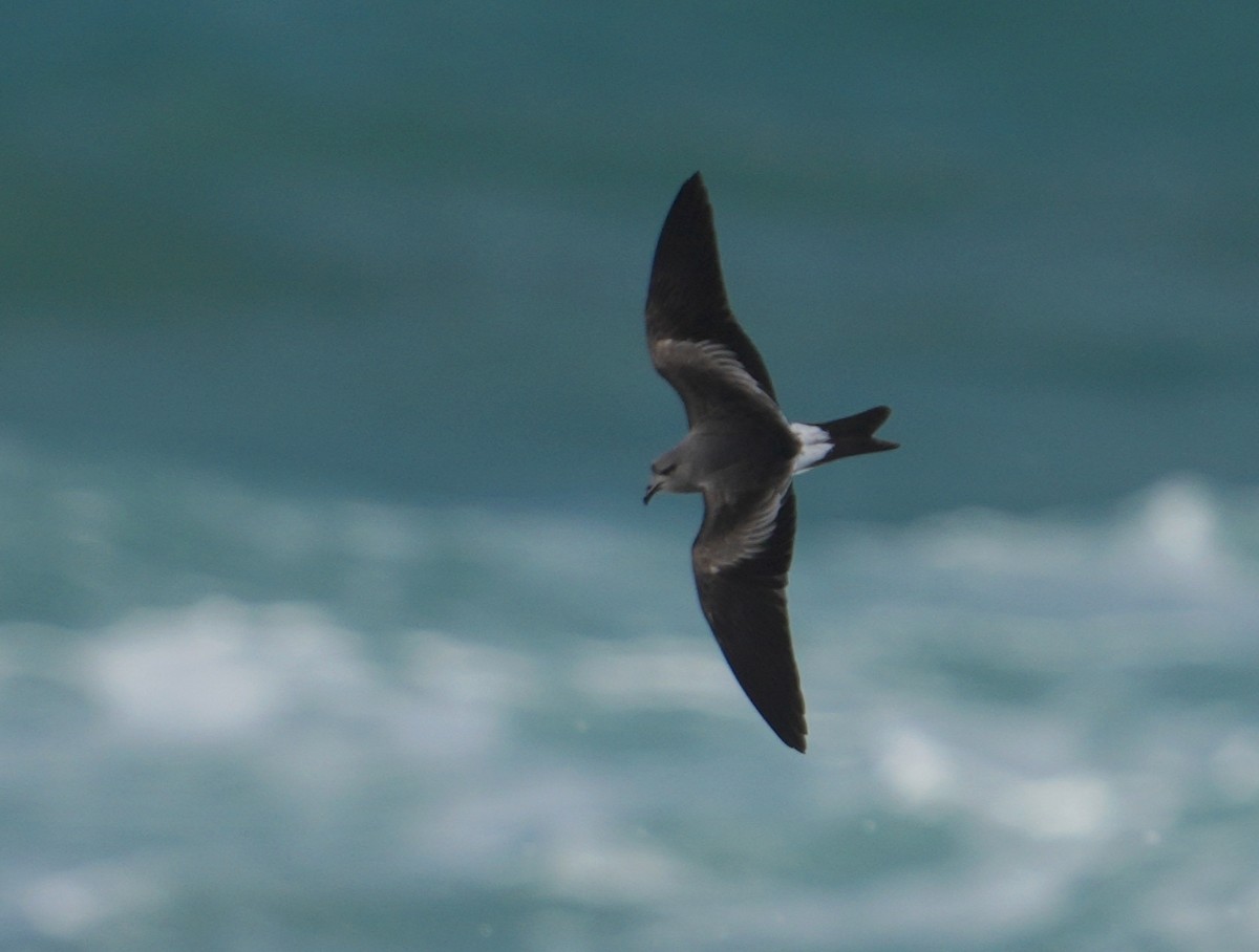 Leach's Storm-Petrel - ML645437034