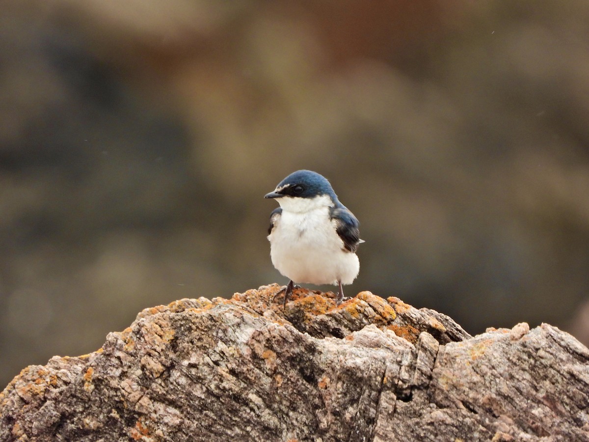 Белопоясничная ласточка - ML645437038