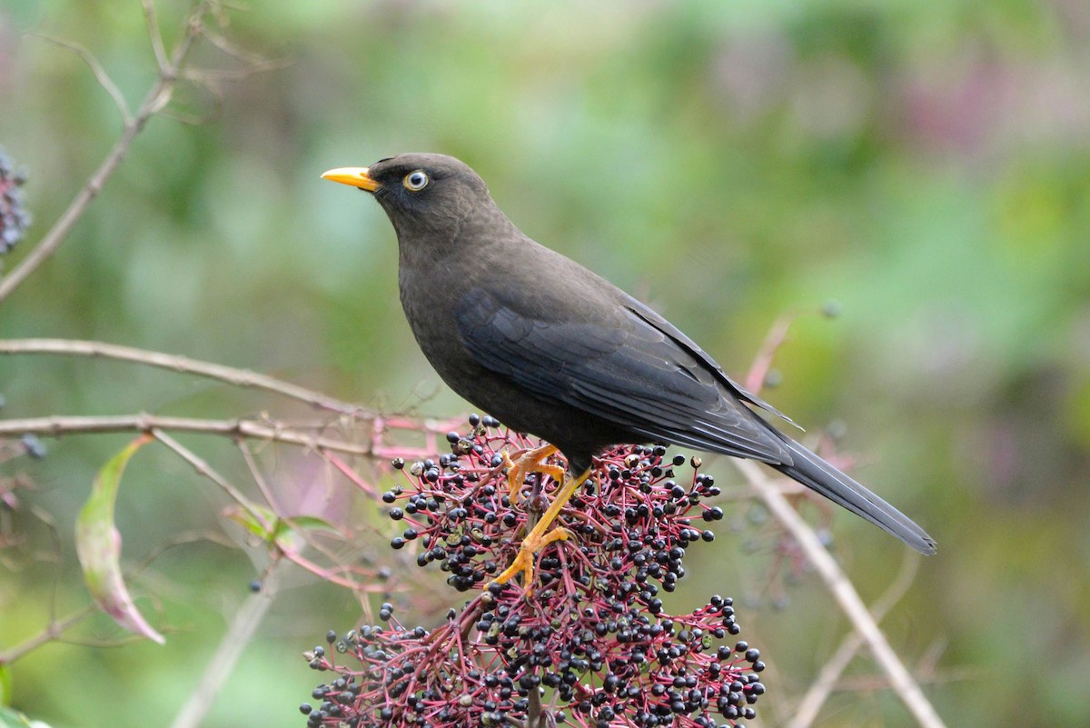 Sooty Thrush - ML645437039