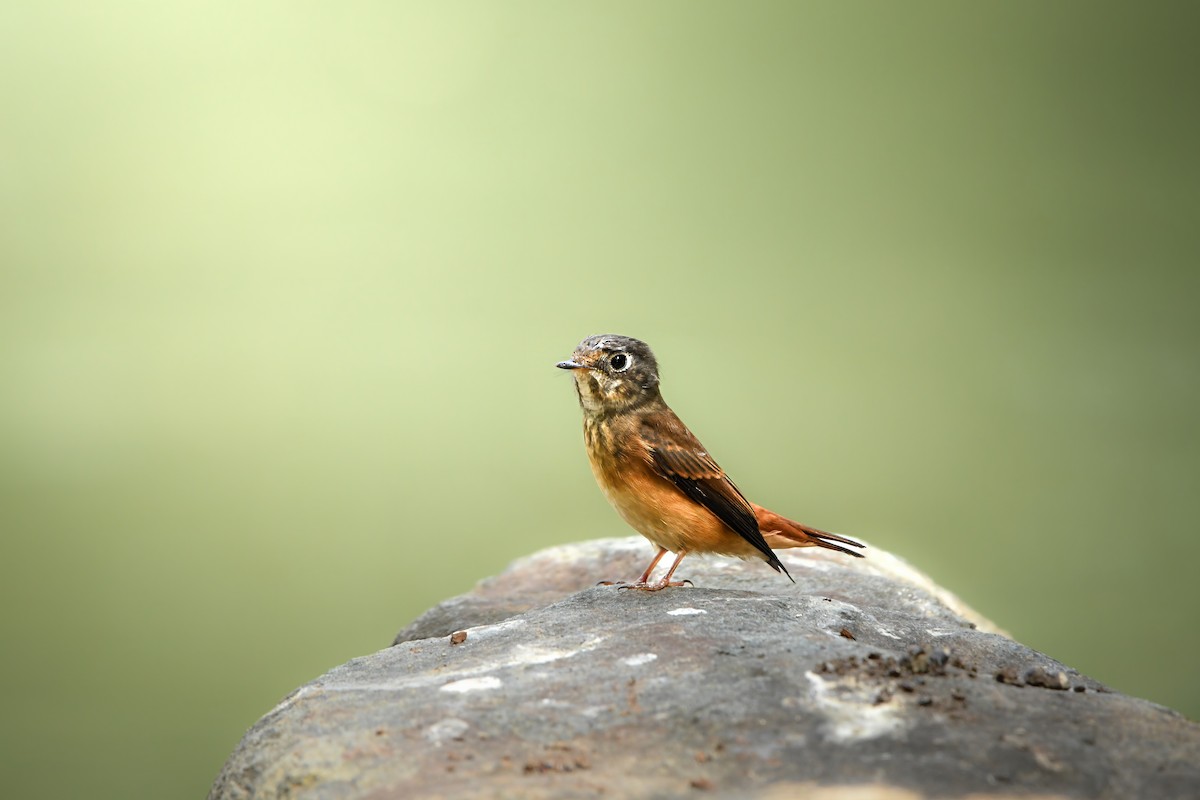 Ferruginous Flycatcher - ML645437040